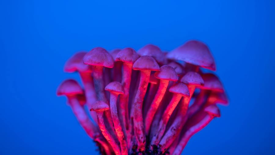 an image of psilocybin used in psychedelic therapy for addiction | Las Vegas Center for Psychedelic Therapy