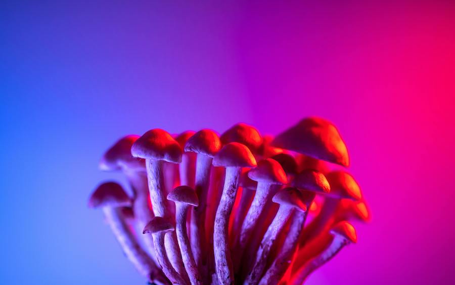 psilocybin therapy | Las Vegas Center for Psychedelic Therapy